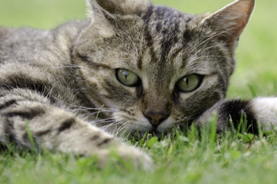 Ute Ringleb - Mobile Tierheilbehandlung, Psychologie und Verhaltensberatung für Katzen